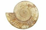Jurassic Ammonite (Perisphinctes) - Madagascar #229529-1